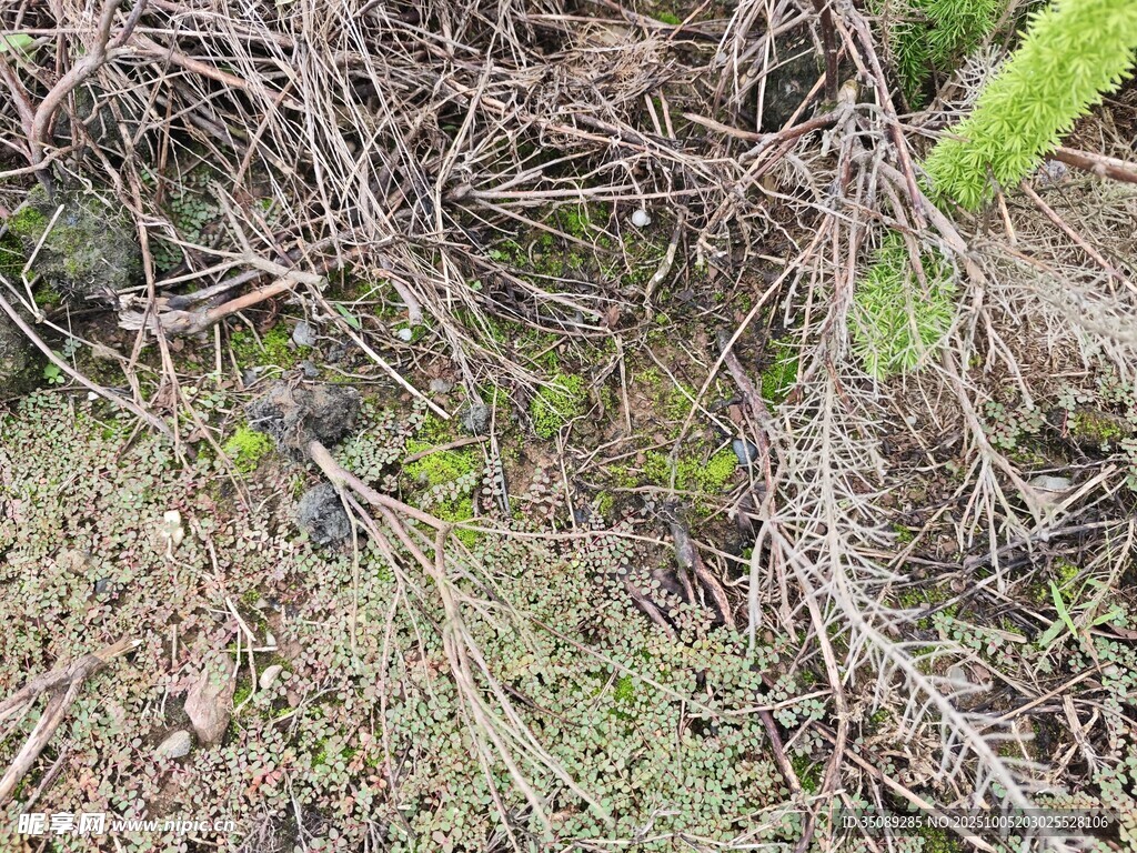 地面上的枯枝与绿色植物