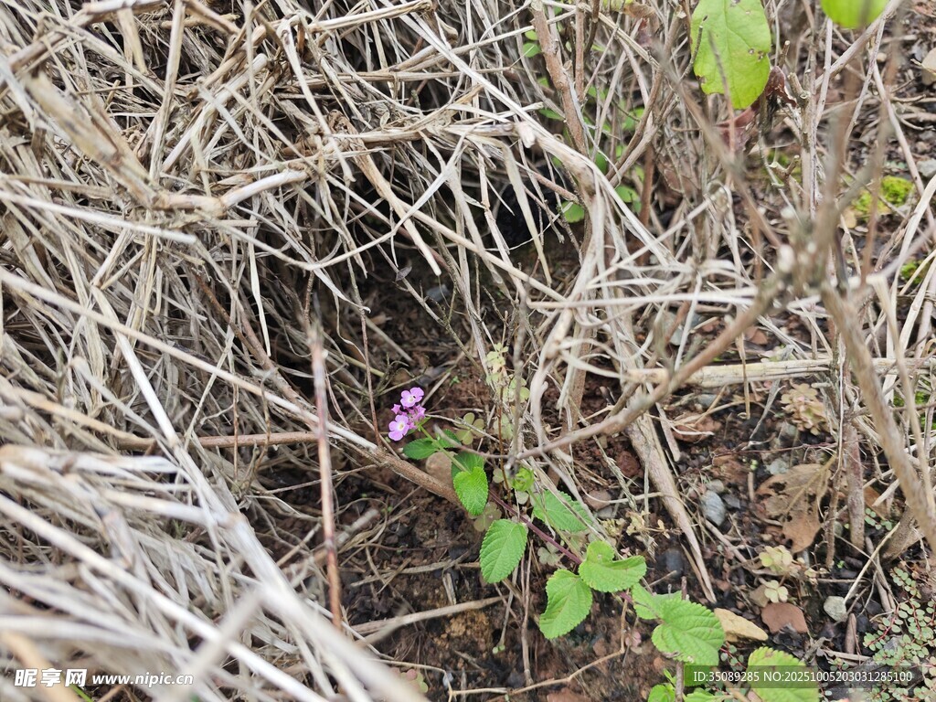 草丛中的紫色小花