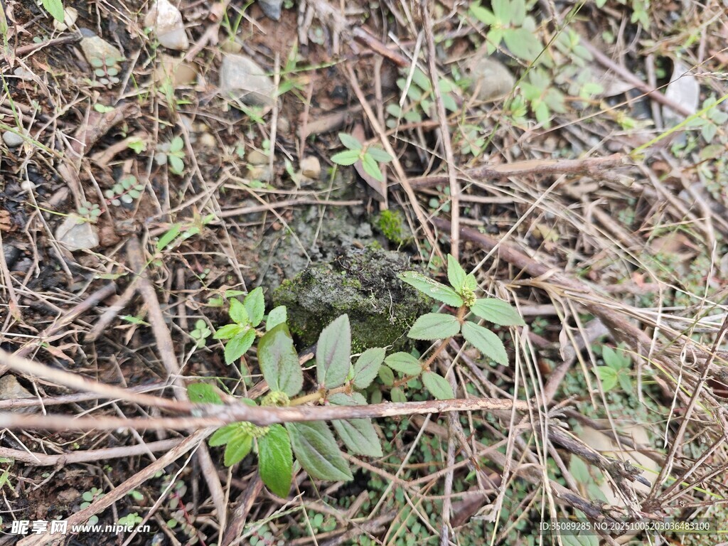 地面上的杂草与枯枝