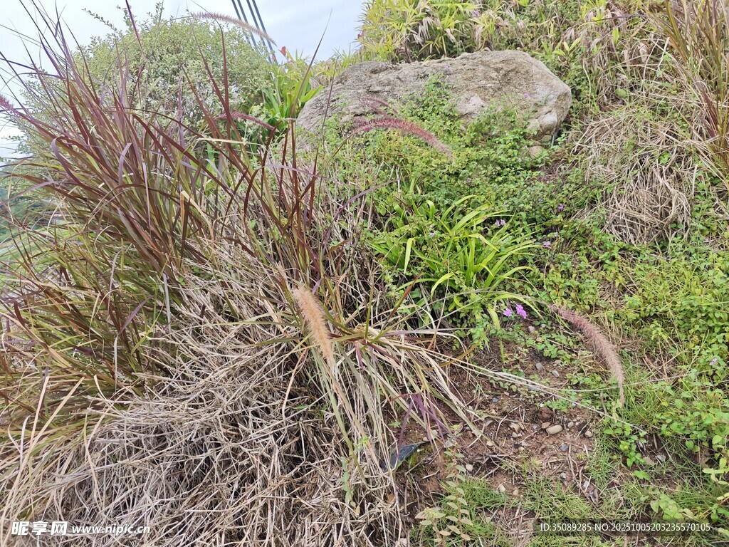 山坡上的多样植被
