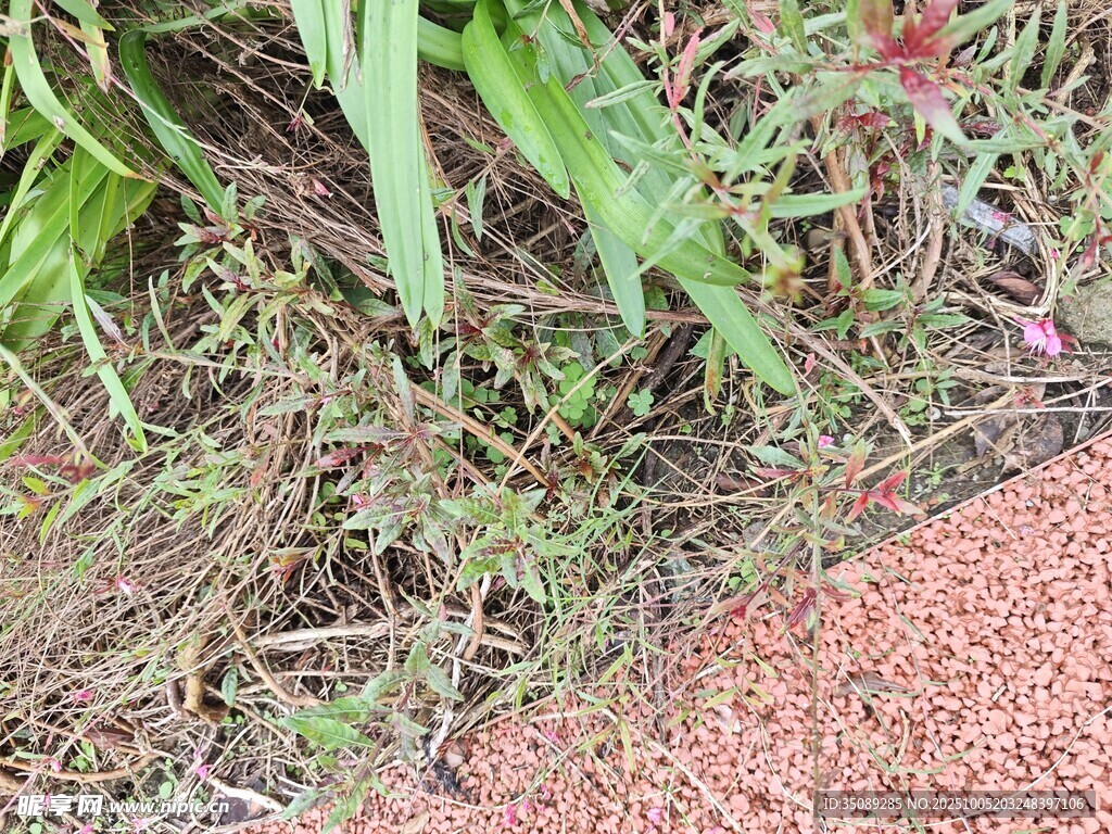 地面绿植与碎石景观