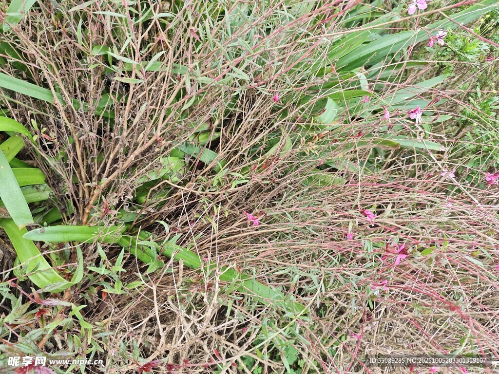 野外丛生的绿色与红色植物