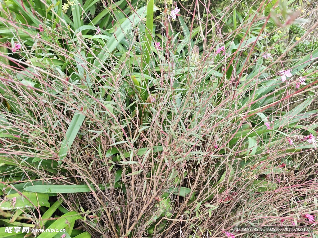 野外丛生的紫色植物