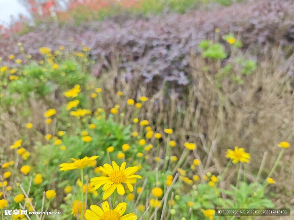 田野间绽放的灿烂小黄花