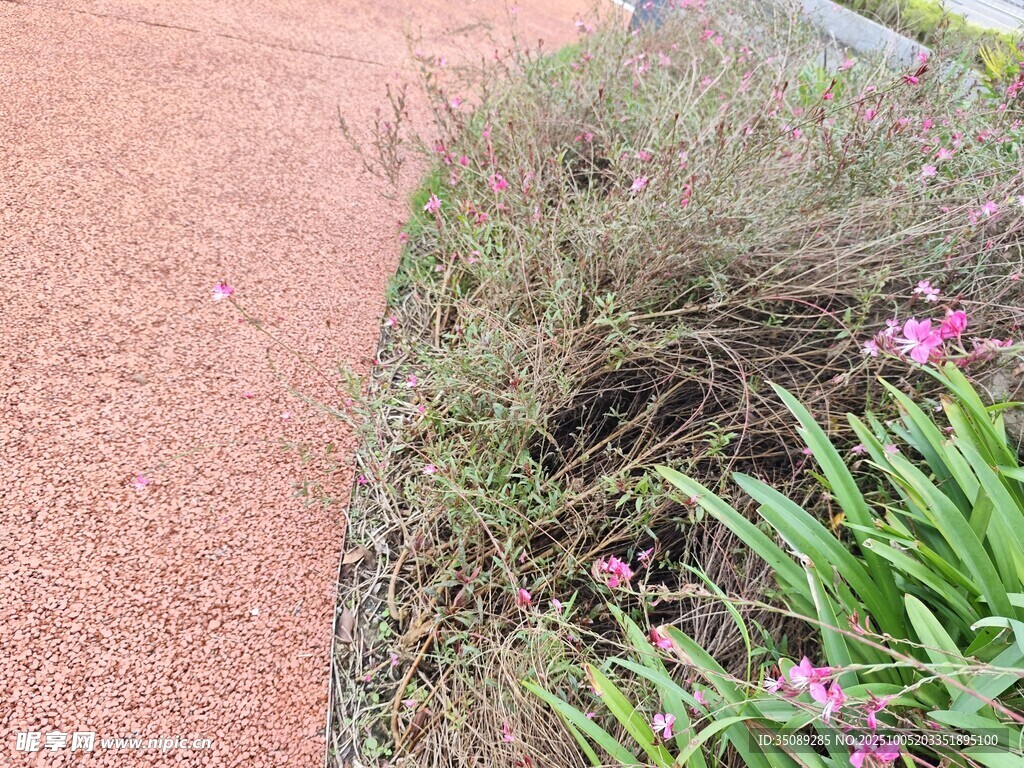 路边花草景观