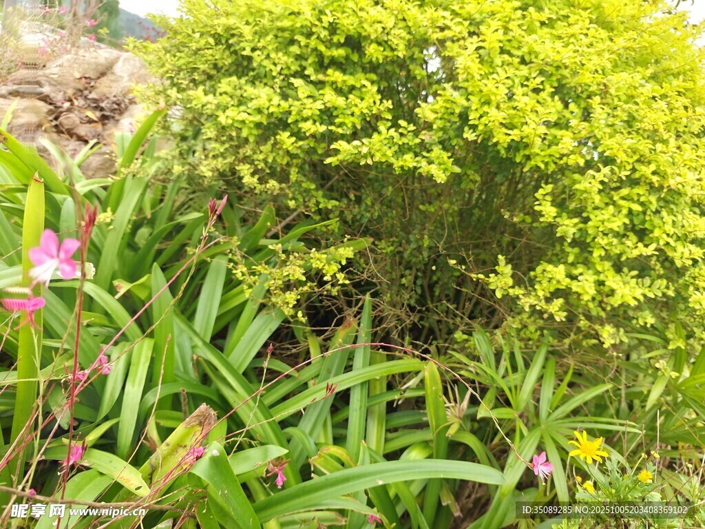 绿意盎然的花草景致