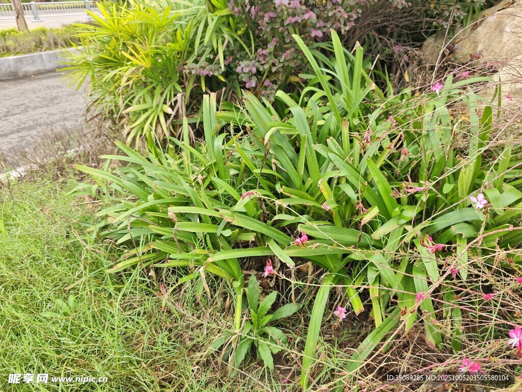 绿叶繁茂的路边植物景观