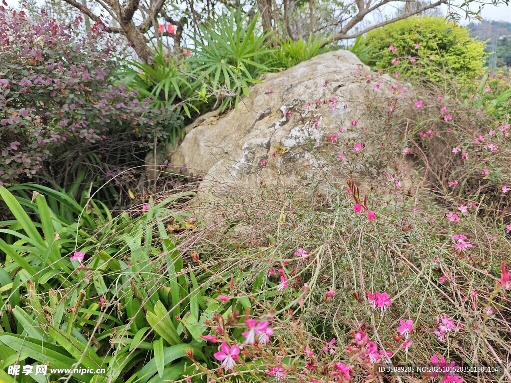 园林中巨石与花草景致