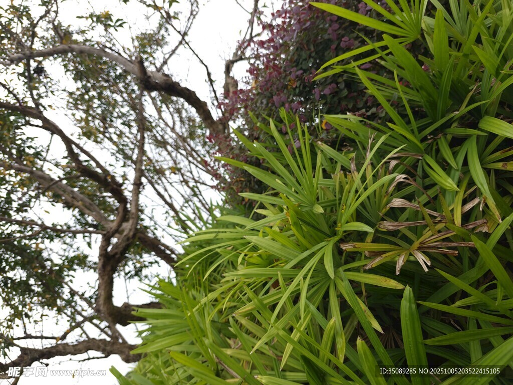 翠绿植物与繁茂树枝景象