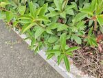 路边翠绿植物生机勃勃
