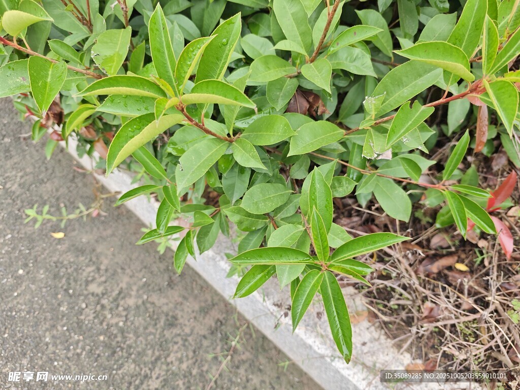 路边翠绿植物生机勃勃