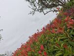 山坡上的绚烂花丛