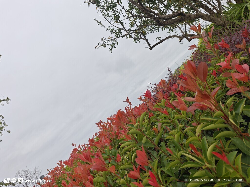 山坡上的绚烂花丛