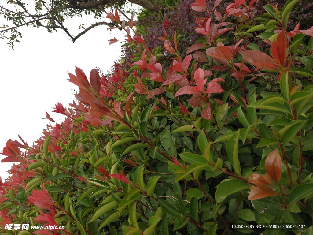 鲜艳花丛绿意衬托的美景