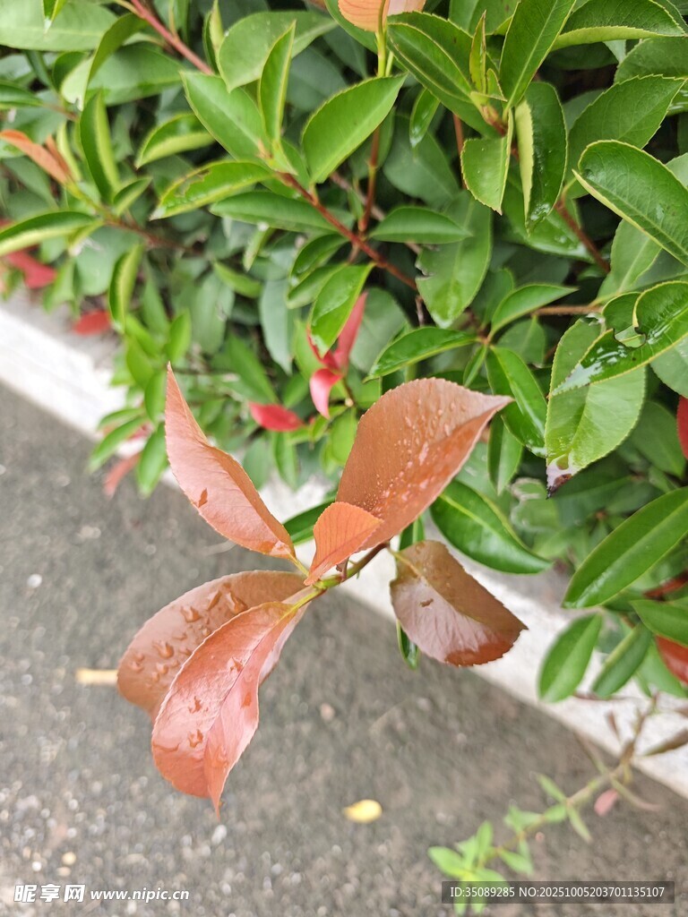 红叶绿叶交织的植物景观
