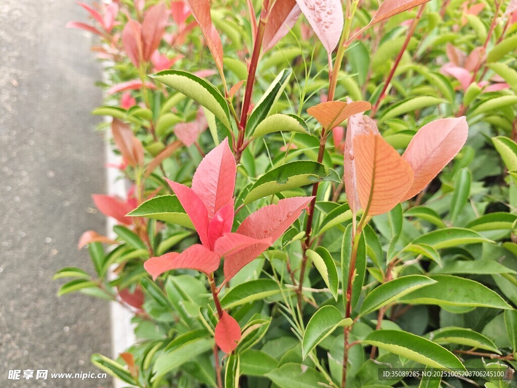 鲜艳红绿叶植物盆栽