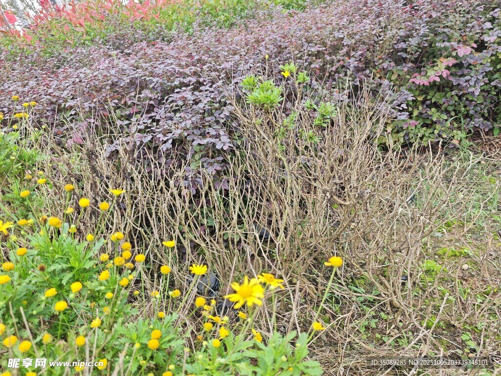 野外杂草丛中的黄色小花