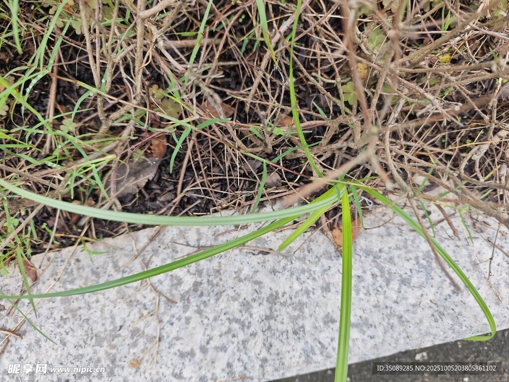 路边嫩绿小草破土而出