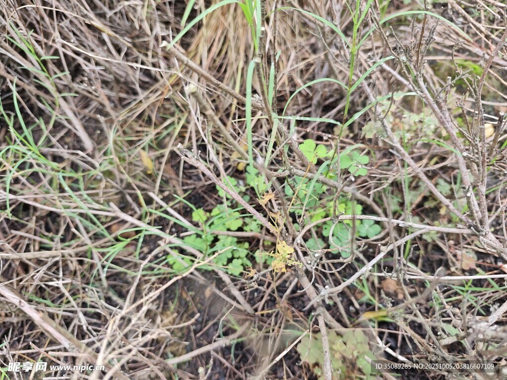 地面上的绿色植物