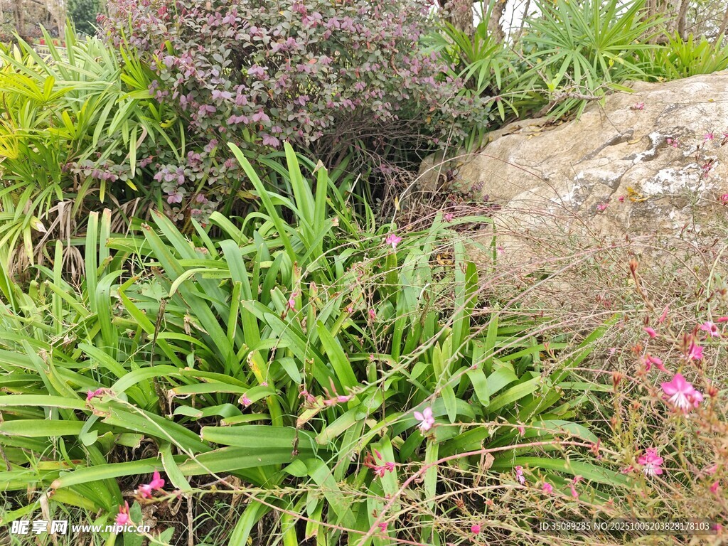 石边绿植景观