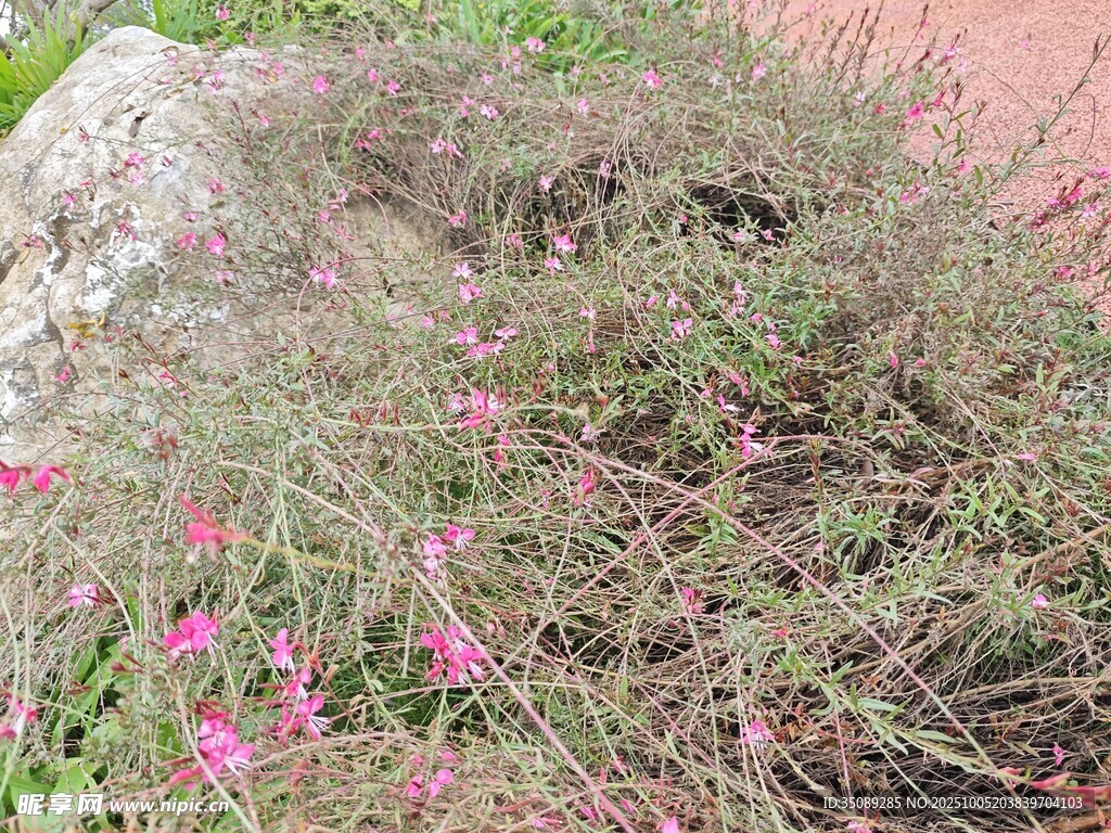 粉色小花丛植物景观