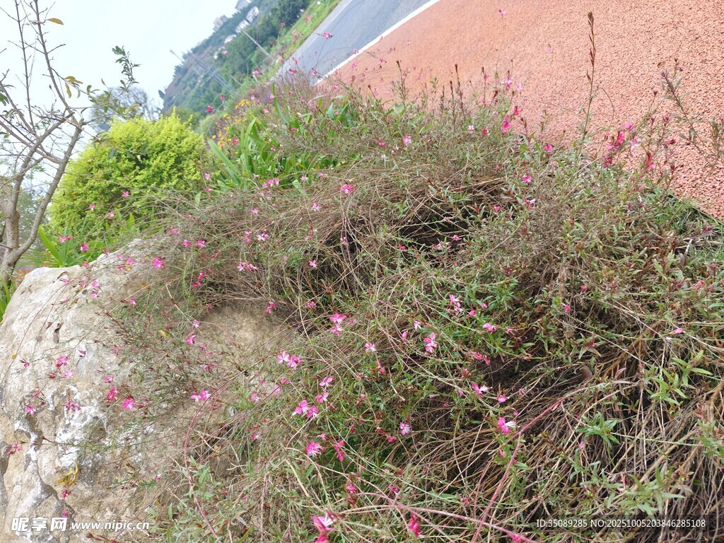 屋顶上的繁茂花草植物