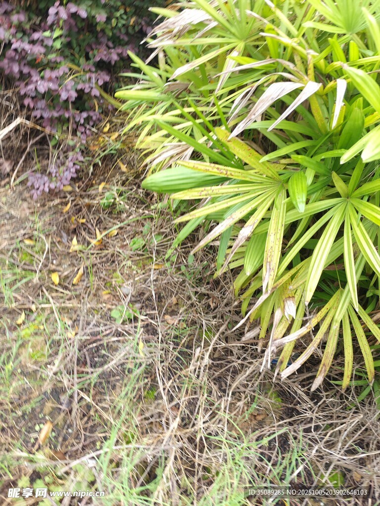 绿叶植物与周边杂草景观