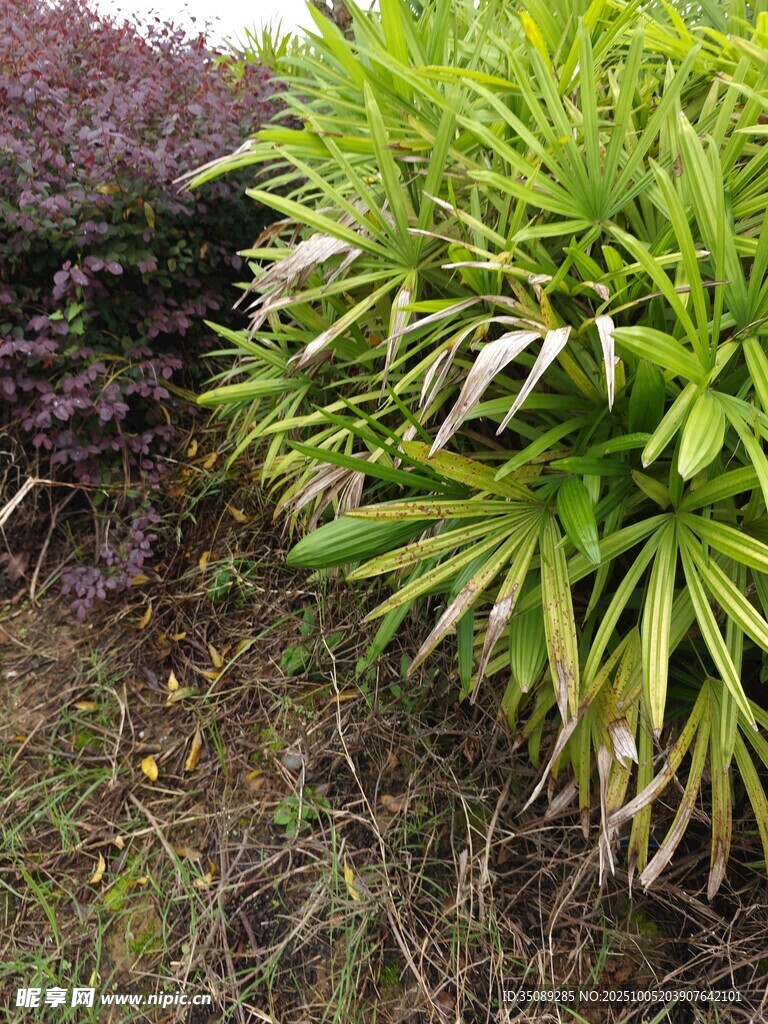 翠绿植物与紫叶植物相伴