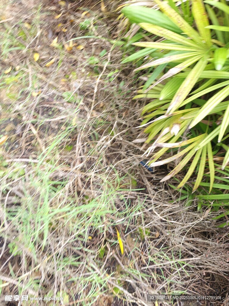 地面绿植与杂草景象