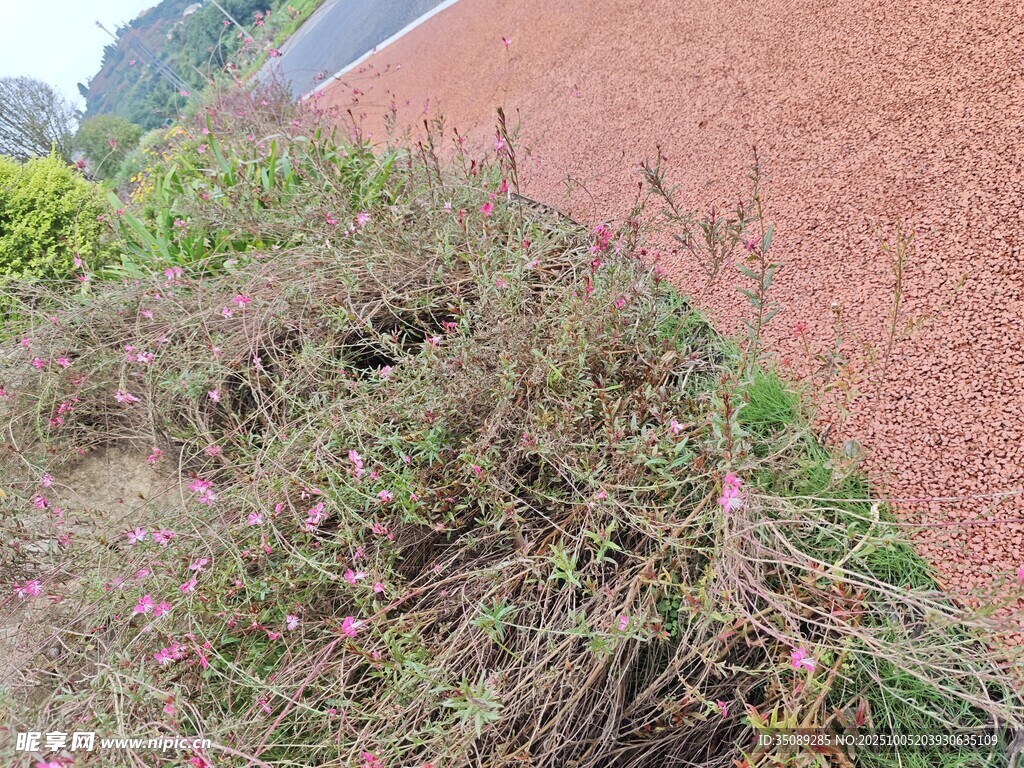 路边杂草堆