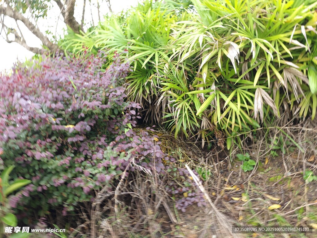 山间繁茂植被与小径