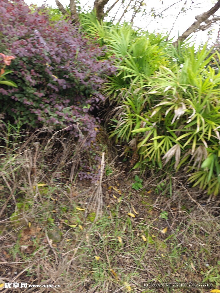 山坡上的多彩植物景观