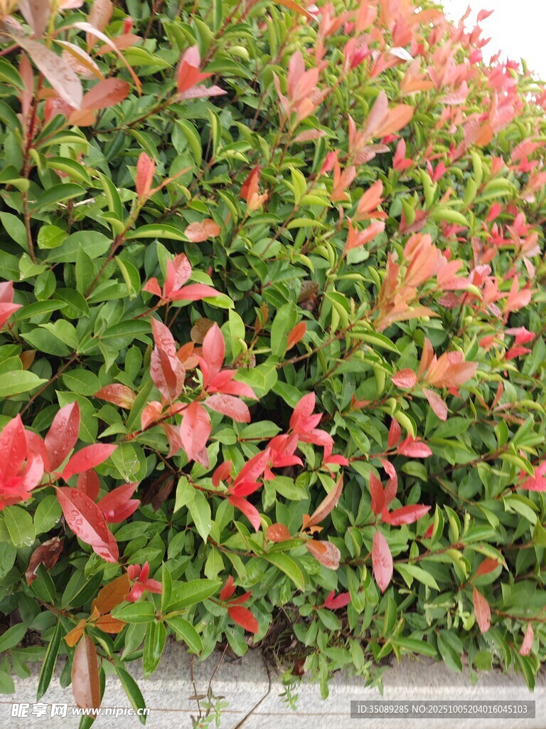 鲜艳红粉花卉绿植景观