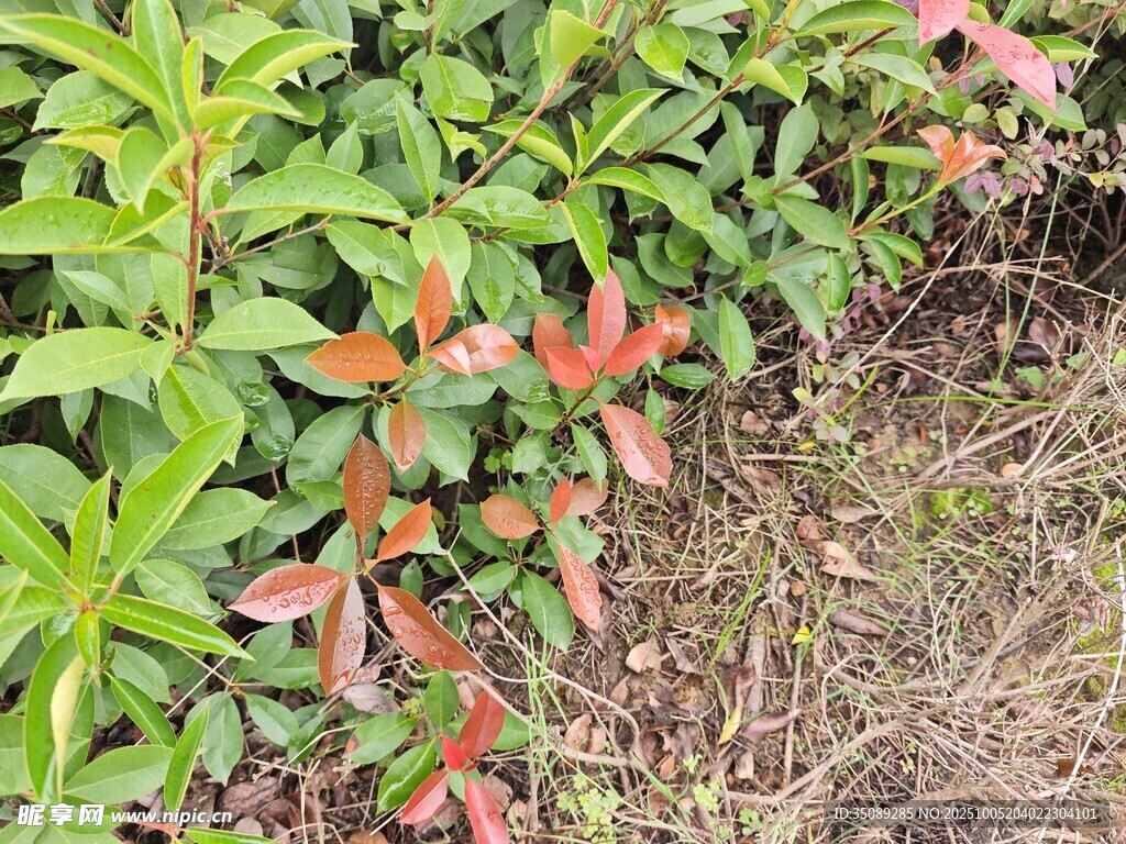 绿叶间的红嫩植物