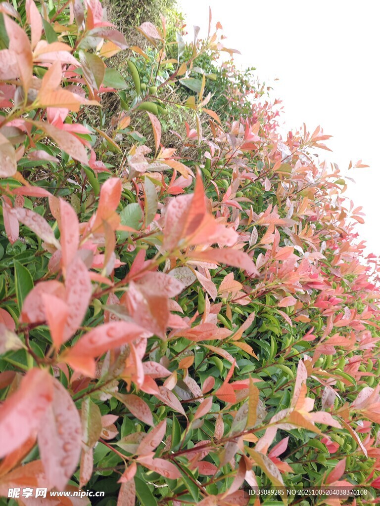 红叶绿植墙色彩斑斓景致