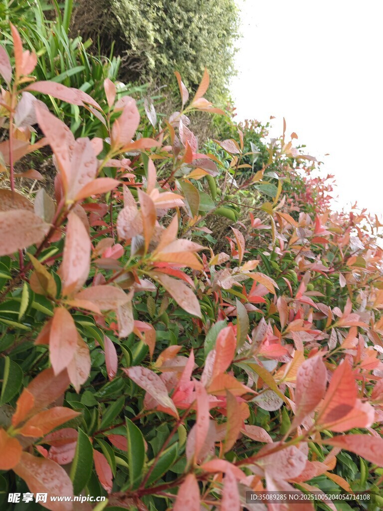红叶植物景观