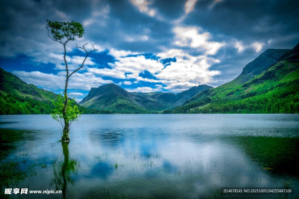 湖畔孤树映山水美景