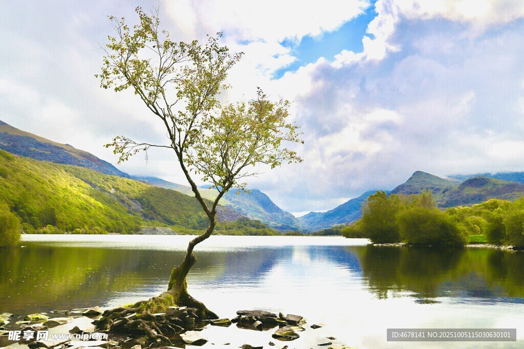 湖畔孤树映山水美景