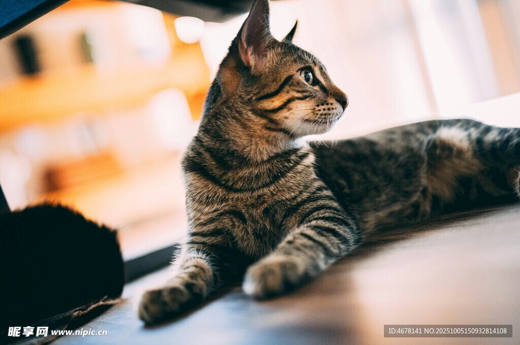 慵懒猫咪惬意趴卧