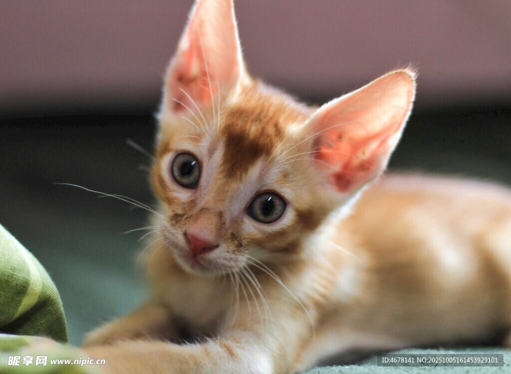 可爱小奶猫睁大眼睛卖萌
