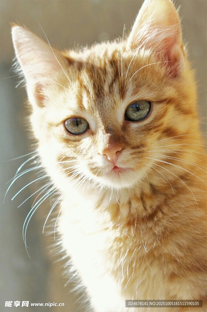 可爱橘猫特写