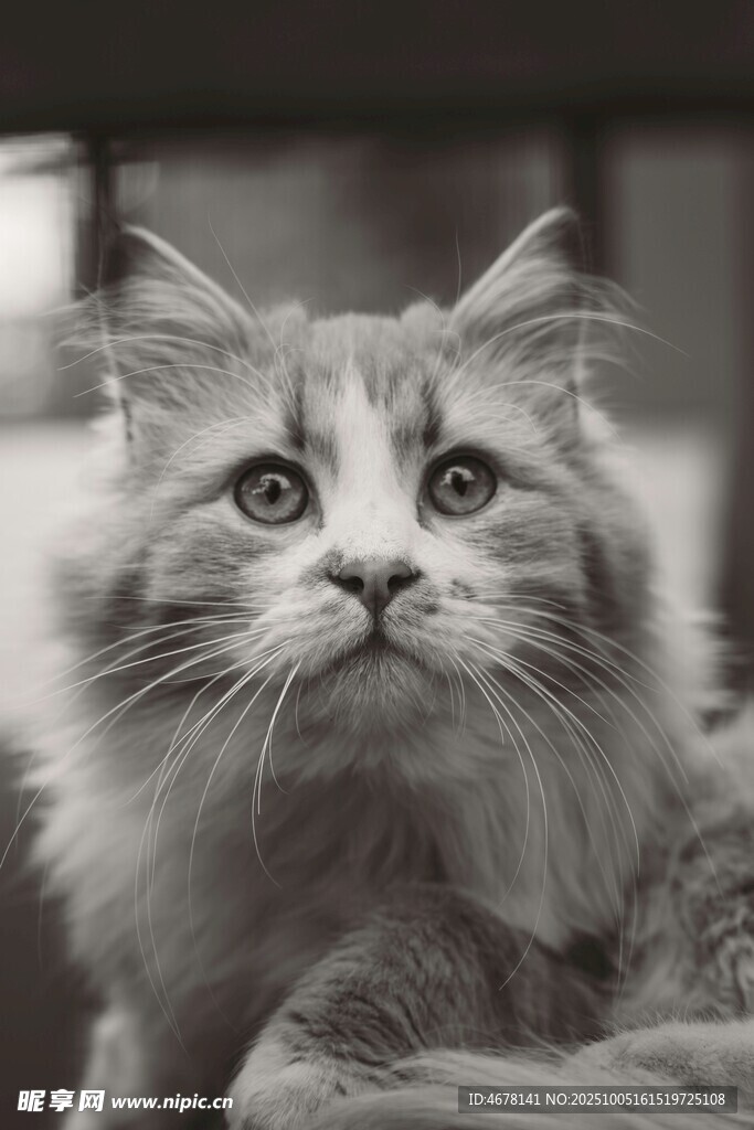 长毛猫咪仰头可爱瞬间