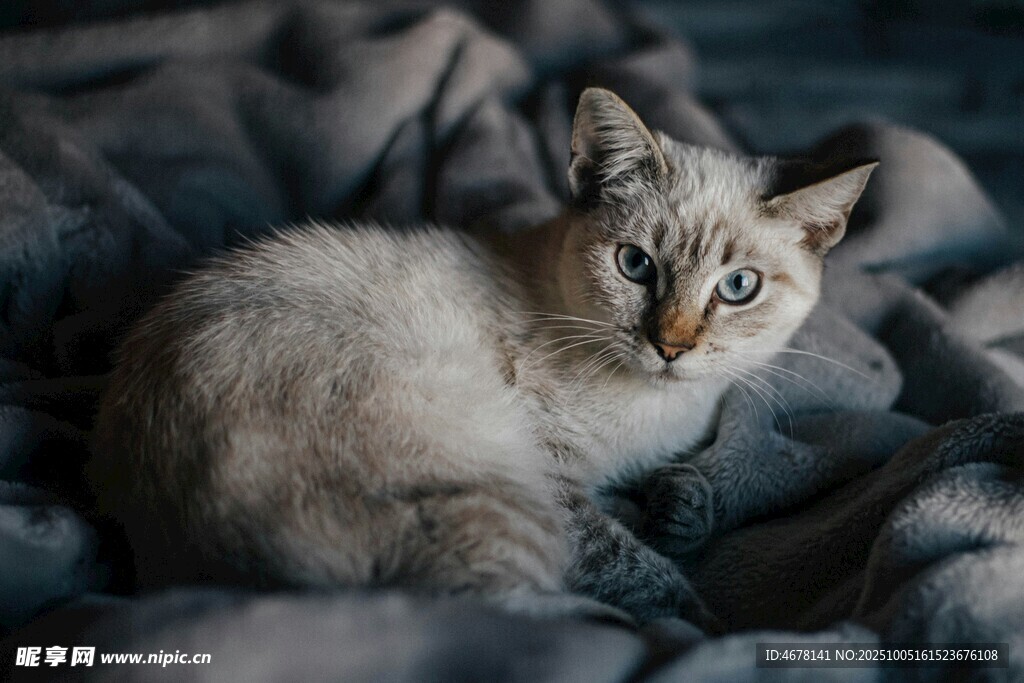 蜷卧在布上的可爱小猫