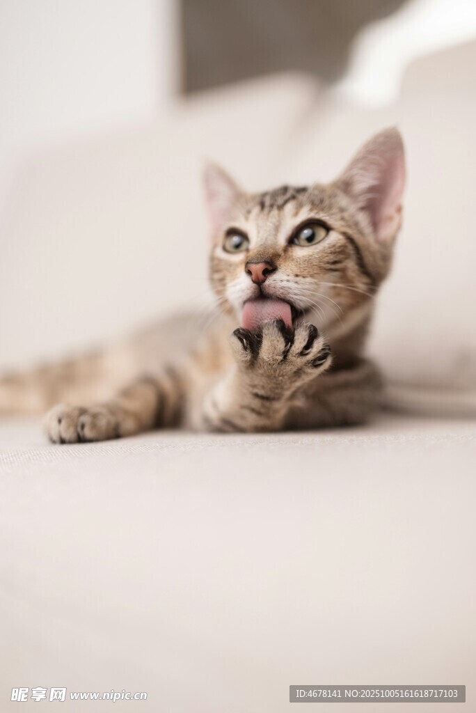 吐舌小猫惬意躺卧