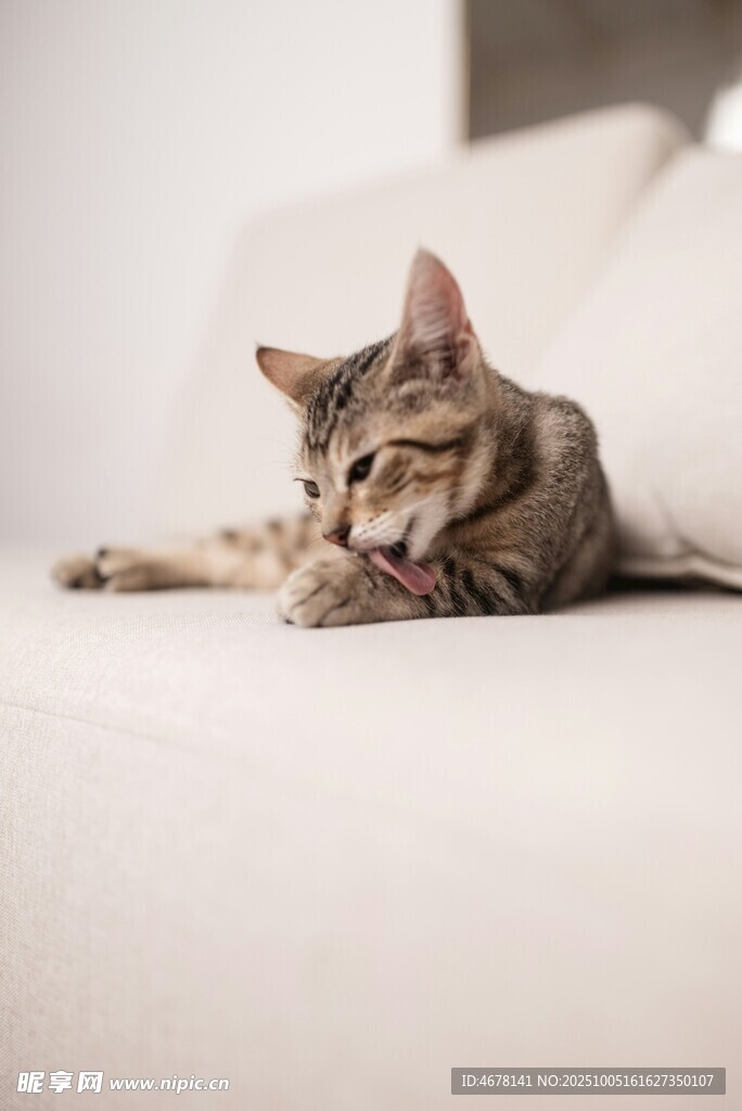 慵懒猫咪惬意躺卧沙发