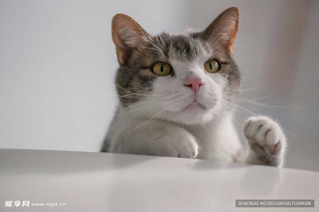萌猫探头好奇张望