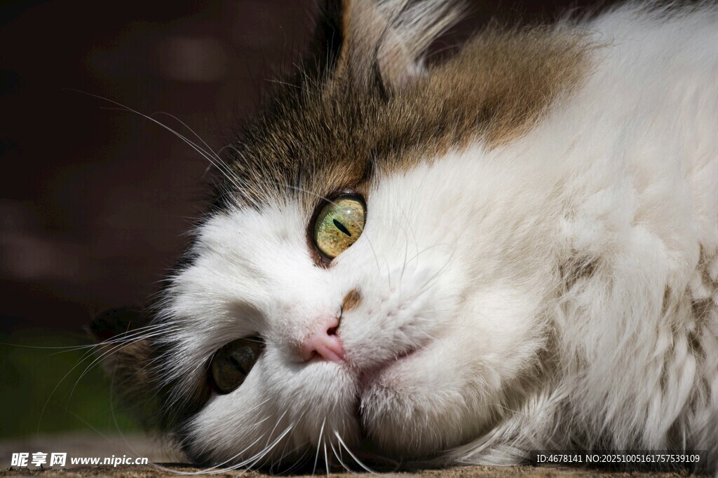 慵懒猫咪惬意侧卧