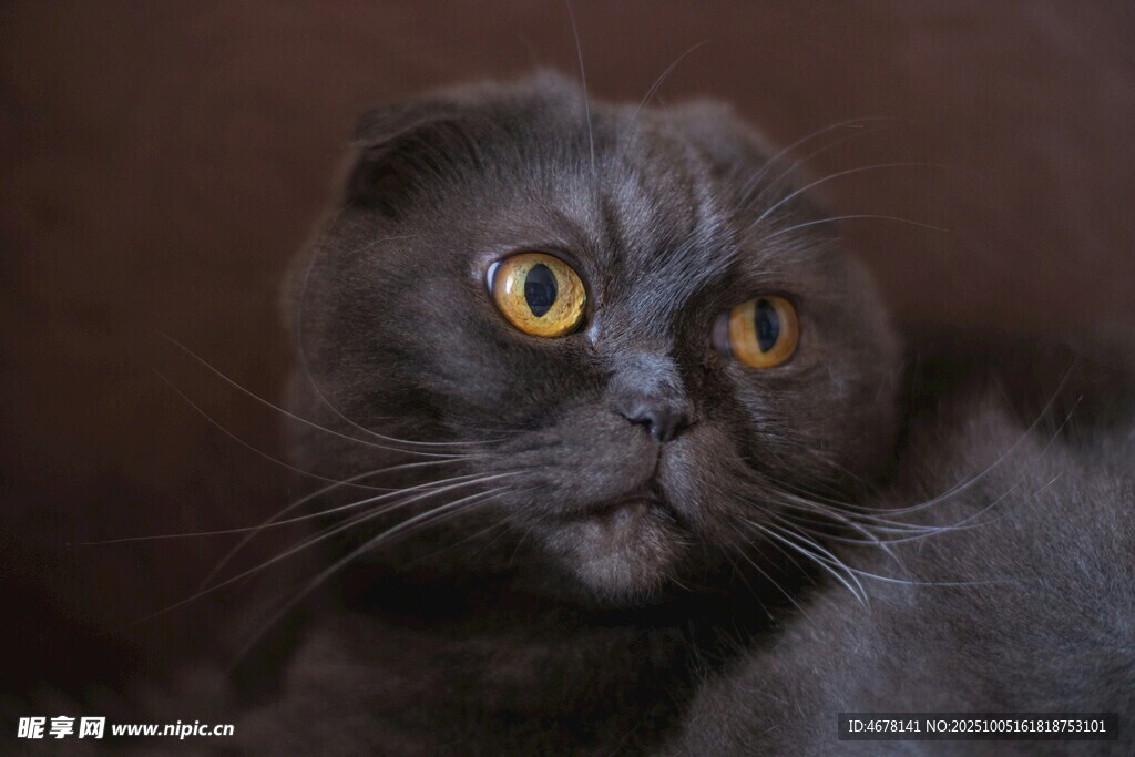 黑折耳猫的好奇瞬间