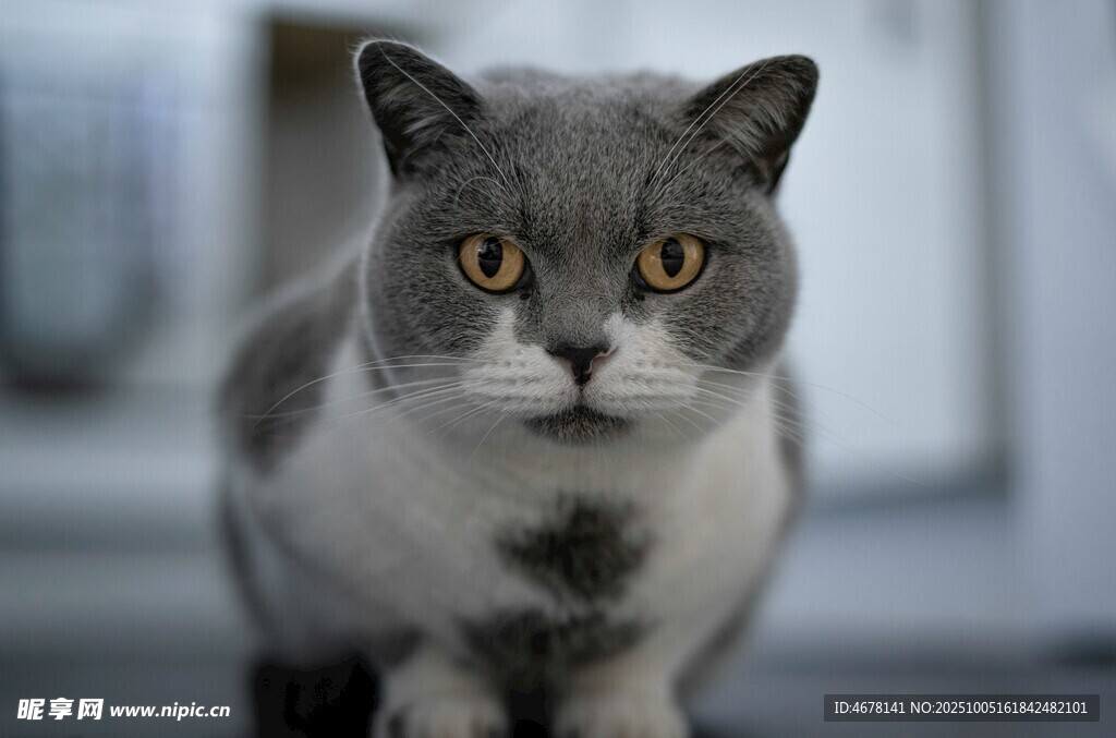 灰毛萌猫特写