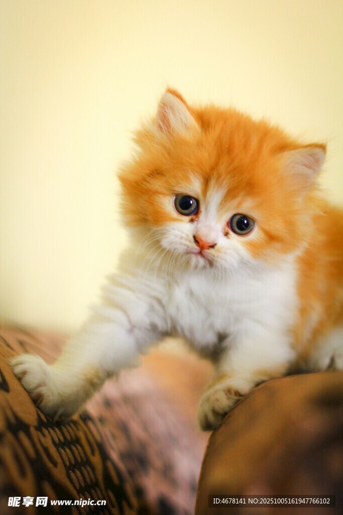 可爱橘白小猫趴卧